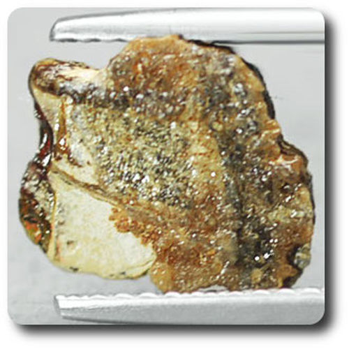 1.29 carats CRISTAL D' AMMOLITE