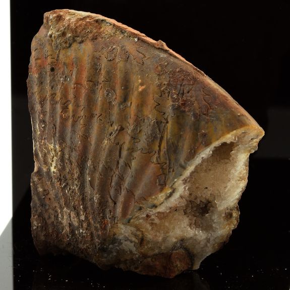 Calcite dans Ammonite fossile. 250.4 ct.