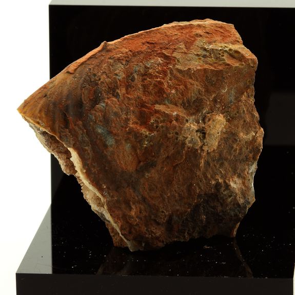 Calcite dans Ammonite fossile. 250.4 ct.