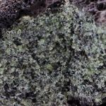 Peridotite.