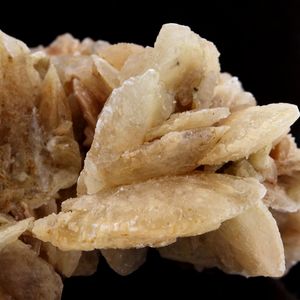 Gypse (Rose des Sables). 261.8 ct.
