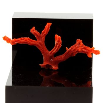 Corail rouge. 12.2 ct.
