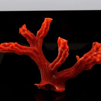 Corail rouge. 12.2 ct.