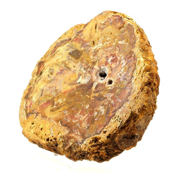Petrified wood.