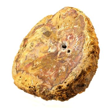 Petrified wood.