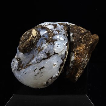 Hélix Ramondi en Lussatite (Opale-CT). 44.0 ct.