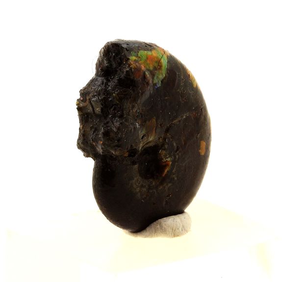 Ammonite Fossile Beudanticeras nacrée. 17.0 ct.