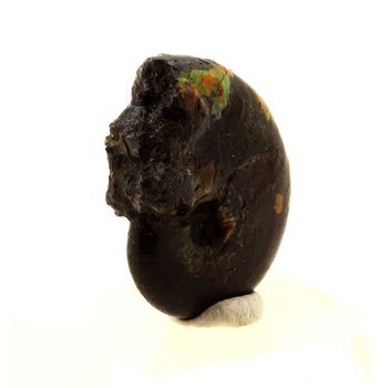 Ammonite Fossile Beudanticeras nacrée. 17.0 ct.