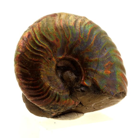Ammonite Fossil Desmoceras Pearly 0 Ct Bully Seine Maritime France Ammonite Fossil Desmoceras Pearly 0 Ct Bully Seine Maritime France