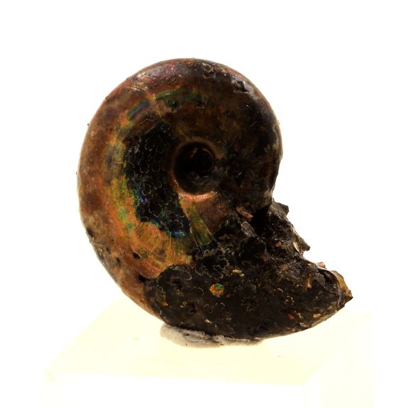 Ammonite Fossile Beudanticeras nacrée. 25.0 ct.