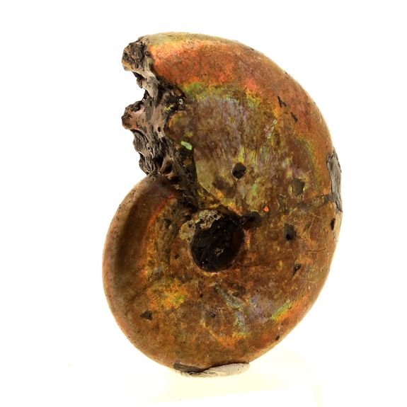 Ammonite Fossile Beudanticeras nacrée. 65.0 ct.