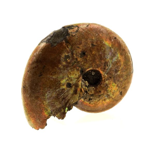 Ammonite Fossile Beudanticeras nacrée. 65.0 ct.