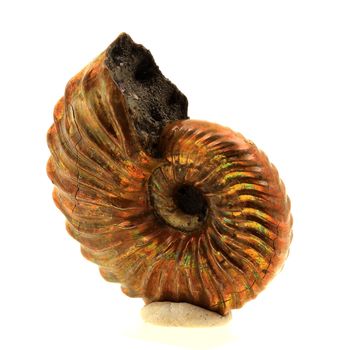 Ammonite Fossile Parahoplites nacrée. 51.0 ct.