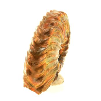 Ammonite Fossile Parahoplites nacrée. 51.0 ct.