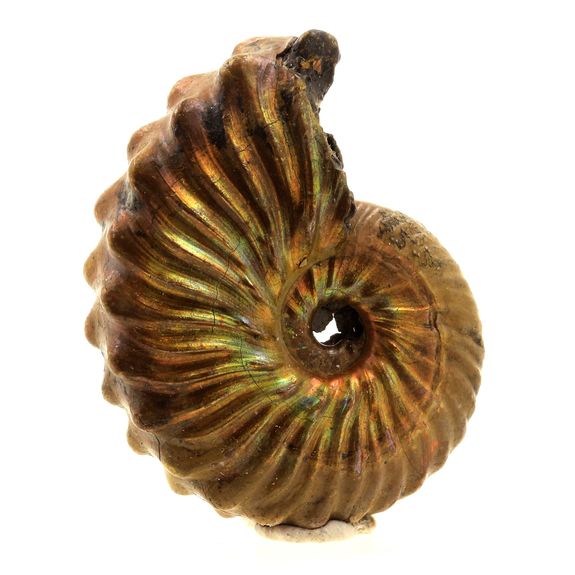 Ammonite Fossile Parahoplites nacrée. 95.0 ct.