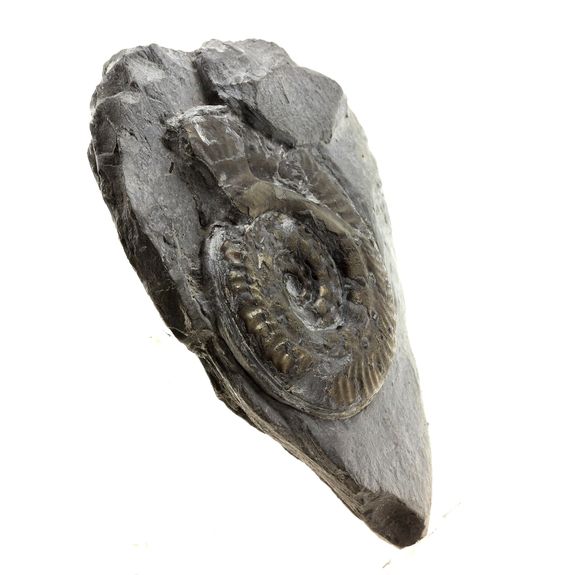 Pyritized ammonite.