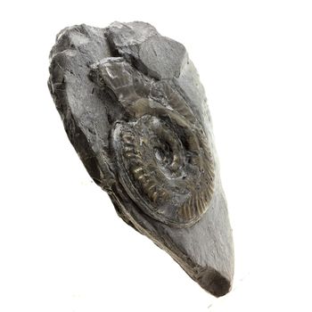 Pyritized ammonite.
