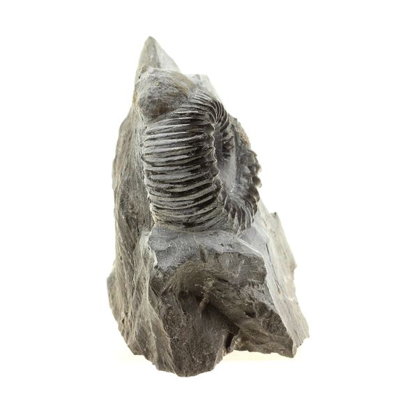 Ammonite Pyritisée. 423.0 ct.