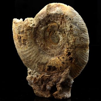 Fossil Bajocisphinctes.