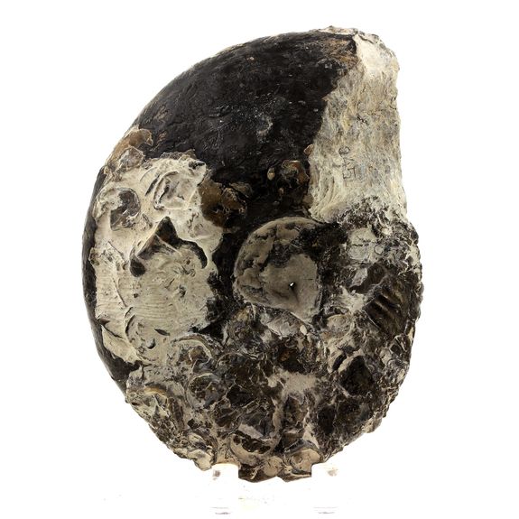 Fossil Ammonite Perilytoceras Pyritised.