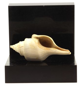 Clavilithes parisiensis.