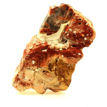 Bois pétrifié. 2402.0 ct.