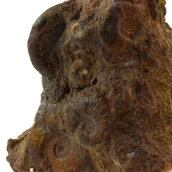 Ammonite. 2767.5 ct.