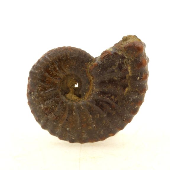 Ammonite. 29.5 ct.