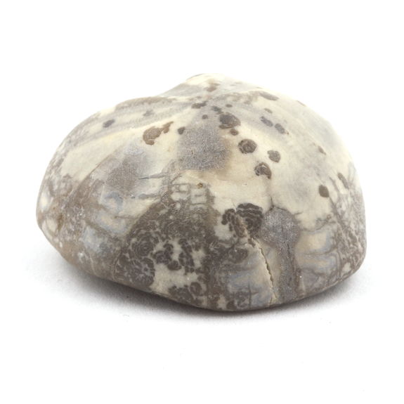 Fossil Sea Urchin Toxaster Amplus. 117.80 ct.