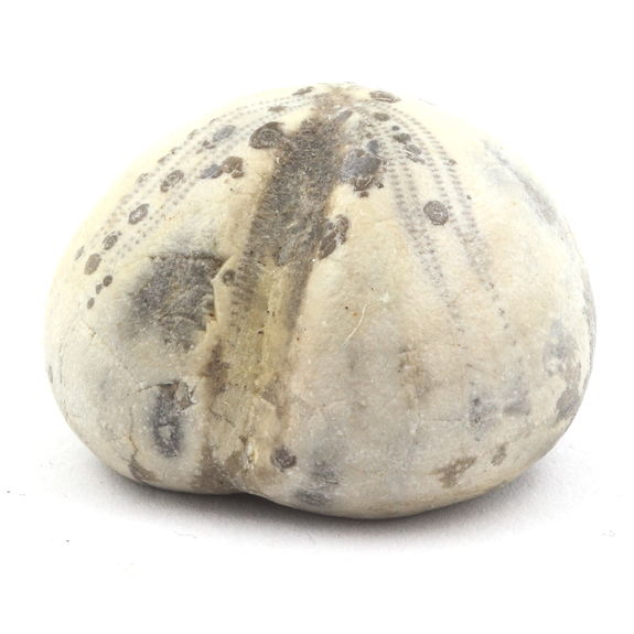 Oursin Fossile, Toxaster Amplus. 100.0 ct.