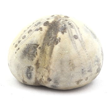 Oursin Fossile, Toxaster Amplus. 100.0 ct.