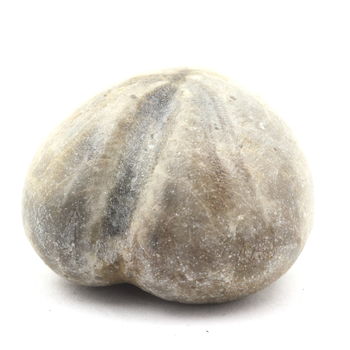 Fossil Sea Urchin Toxaster Amplus. 159.75 ct.