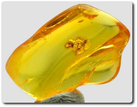 0.54 grams FOSSIL INSECT INCLUSION IN AMBER