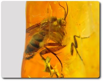 0.76 grams FOSSIL INSECT INCLUSION IN AMBER