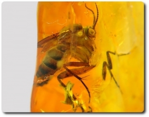 0.76 grams FOSSIL INSECT INCLUSION IN AMBER