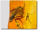 0.76 grams FOSSIL INSECT INCLUSION IN AMBER