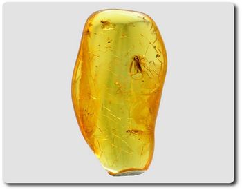 0.87 grams FOSSIL INSECT INCLUSION IN AMBER