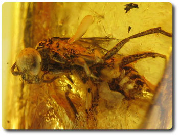 4.10 grammes AMBRE AVEC INSECTE