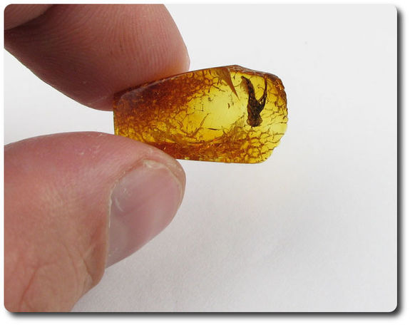 1.00 grammes AMBRE AVEC INSECTE