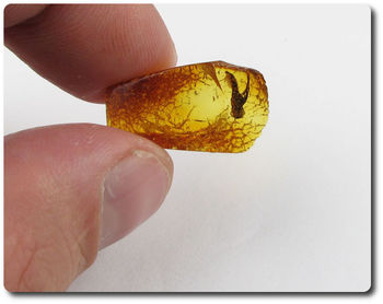 1.00 grammes AMBRE AVEC INSECTE
