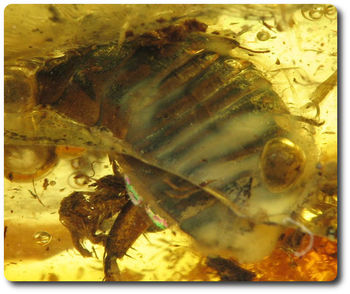 1.60 grammes AMBRE AVEC INSECTE