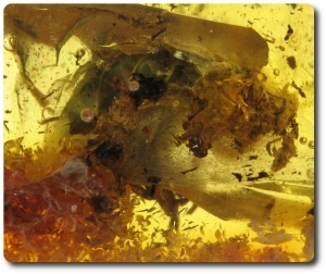1.60 grammes AMBRE AVEC INSECTE