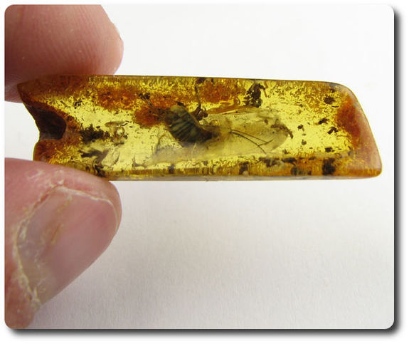 grams FOSSIL INSECT INCLUSION IN AMBER