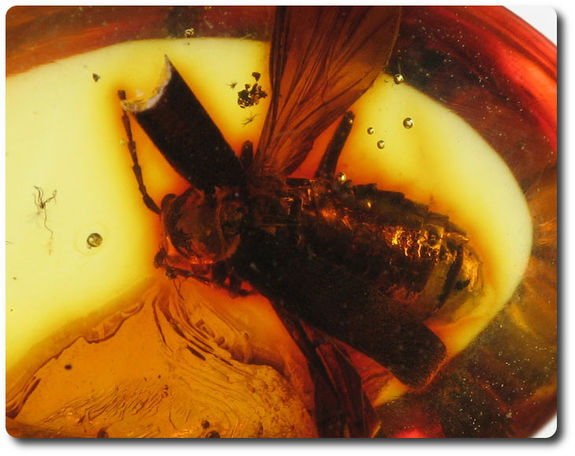 0.40 grams FOSSIL INSECT INCLUSION IN AMBER