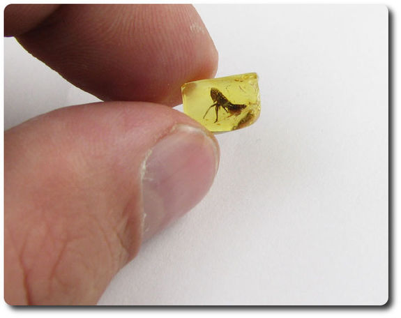 0.30 grams FOSSIL INSECT INCLUSION IN AMBER