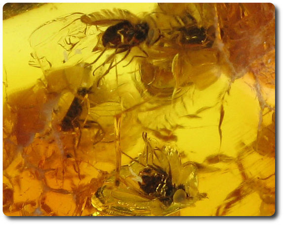 0.40 grams 9 FOSSIL INSECT INCLUSION IN AMBER