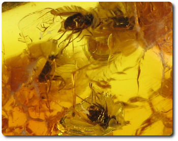 0.40 grams 9 FOSSIL INSECT INCLUSION IN AMBER