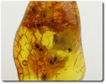 0.40 grams 9 FOSSIL INSECT INCLUSION IN AMBER