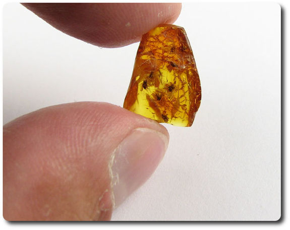 0.40 grams 9 FOSSIL INSECT INCLUSION IN AMBER