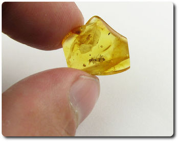 0.80 grammes AMBRE AVEC INSECTE
